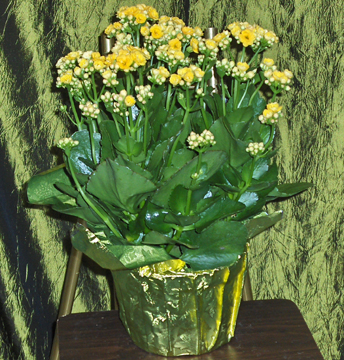Flowers from Jim & Debbie Antonsen and Family