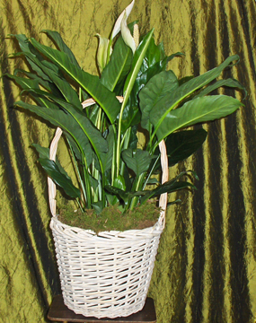 Flowers from Lynn & Connie Weishaar