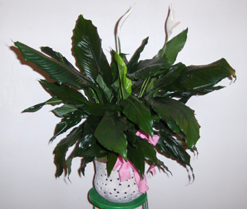 Flowers from Lenden Kjerstad