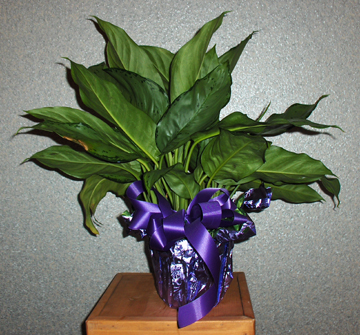 Flowers from The Mortensen Family