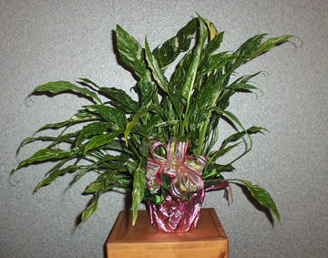 Flowers from Gordon and Betty & Gary Peadersen, Nancy & Grant Holb