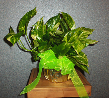 Flowers from Brandy & Nick, Logan & Alyssa Brakke