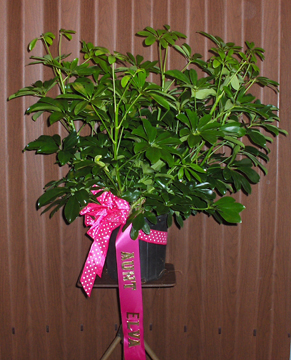 Flowers from Lila, Bill Bob & Barbara Trask