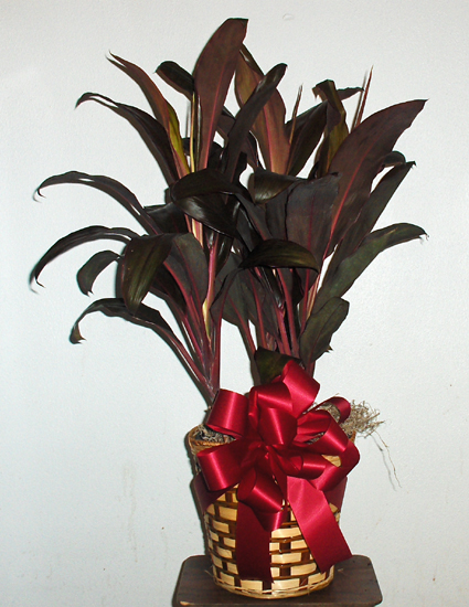 Flowers from Dad & Kathy