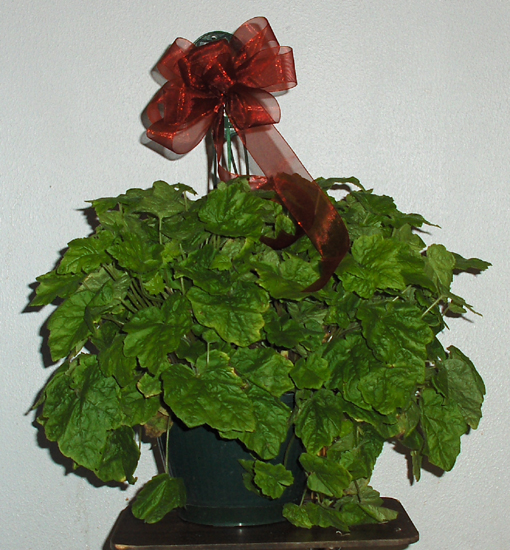 Flowers from Dave & Terry Holman