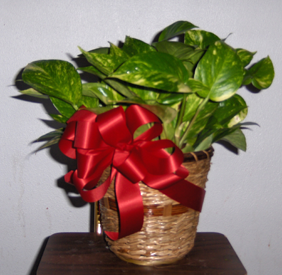 Flowers from Kari