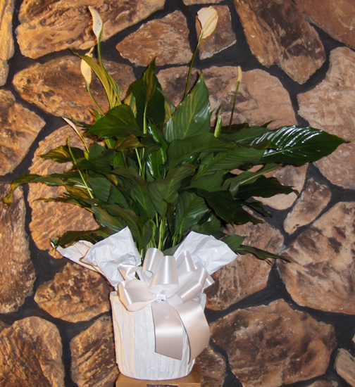 Flowers from Friends at Knology