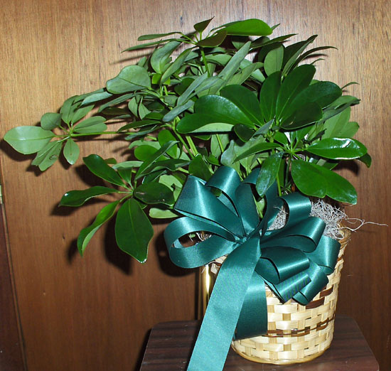 Flowers from Ida Hunt and Family