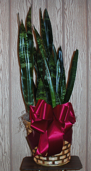 Flowers from Marty & Tricia Burns and Family