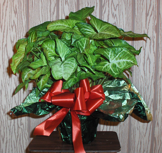 Flowers from Phil & Johnita Stapleton, Don & Debbie Carley