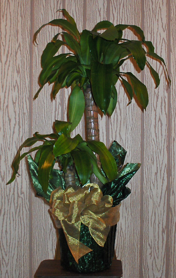 Flowers from Ray & Karen Gibson and Families