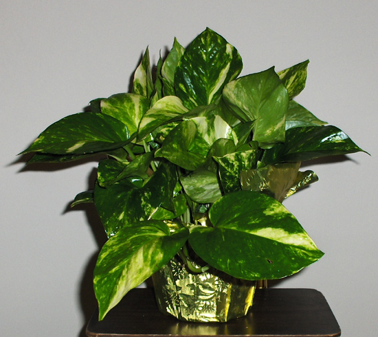 Flowers from The Sudbecks