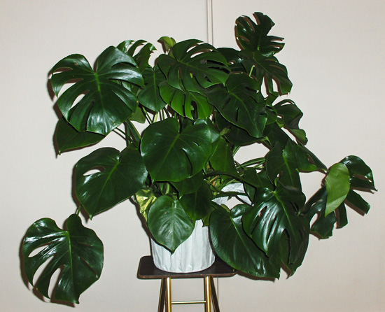 Flowers from Stan & Vicki Beach and Family, Mark & Cindy Schipper and Family