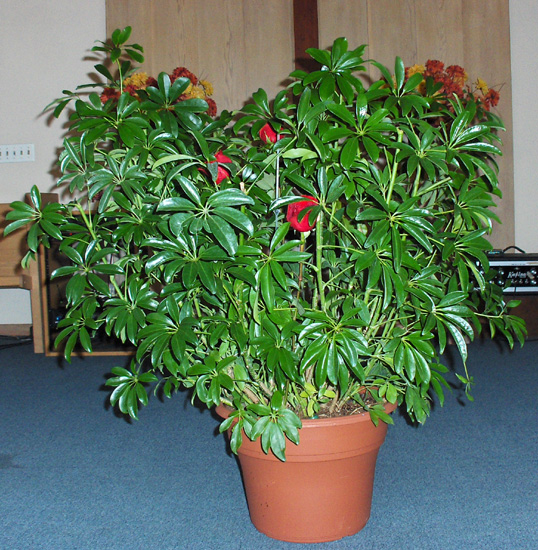 Flowers from Jen Rosenkranz