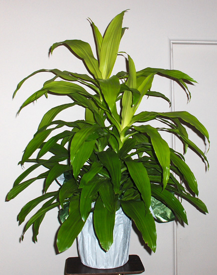 Flowers from Sauntee, Heidi and Family, Laure & Rusty, Haven & Lindsey, and Audrey