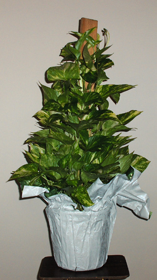 Flowers from Maurice, Cathie and Family