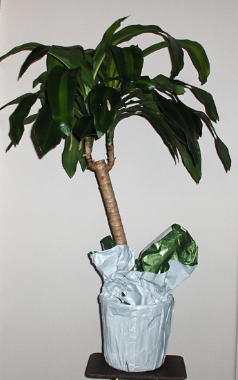 Flowers from Joe & BettyLou Stratton, Denny & Cynde Stoakes, Dick Stratton, Greg & RoseAnn Wendell