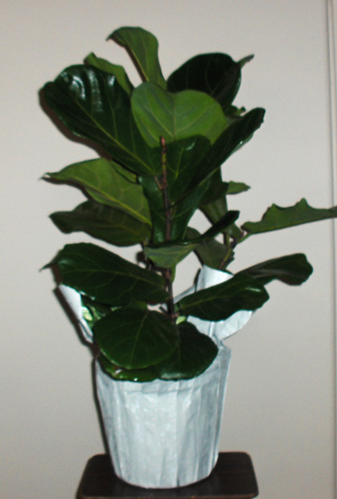 Flowers from Gene & Barb Stone and Families