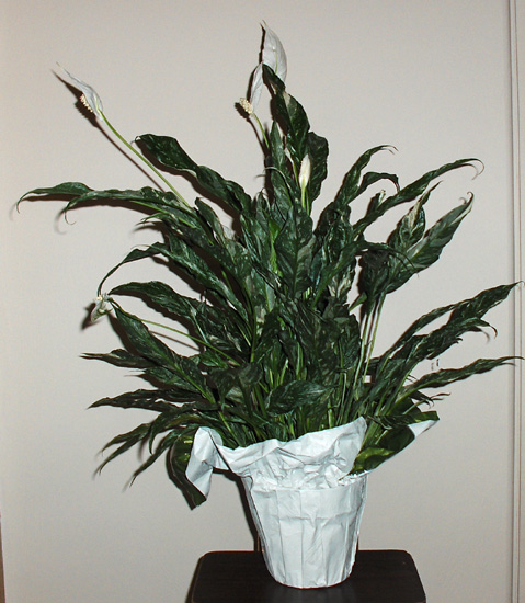 Flowers from Jim, Debbie, Ashlee, Whitney and Emmylu Antonsen