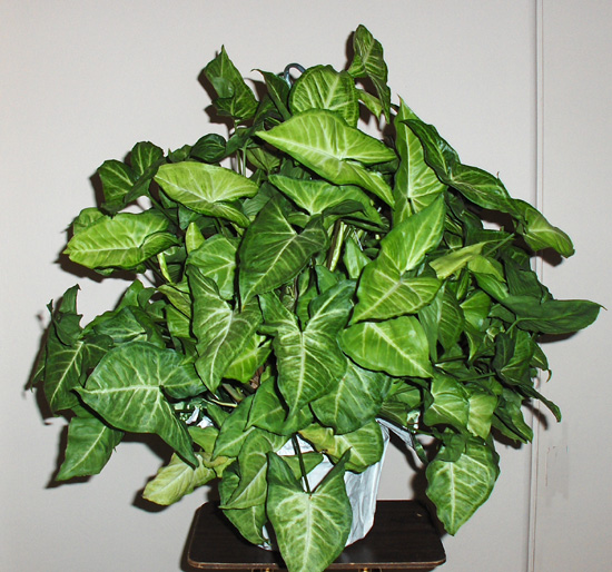 Flowers from Shirley (Collins) and Sam Friedman