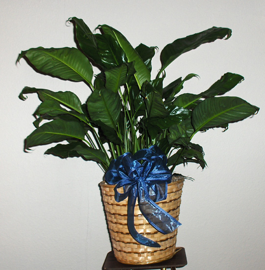 Flowers from Gene & Sheryl Michael