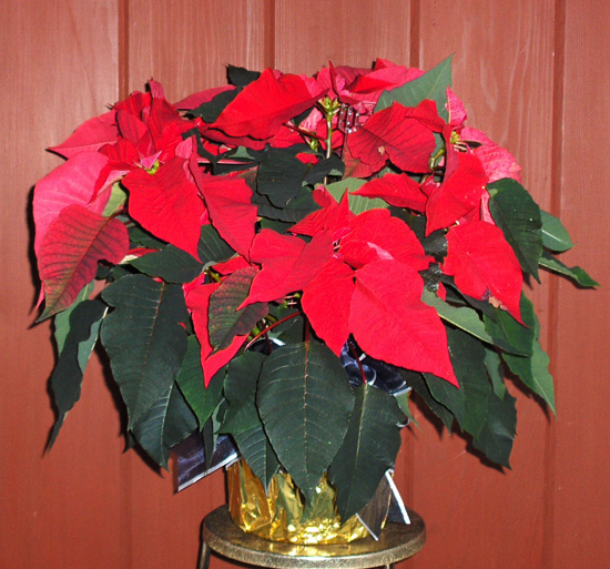 Flowers from The Bennett's - Glen, Rose, Brig, Cassie, Dustin and Radley, Merlin, Sue, Megan and Dylan