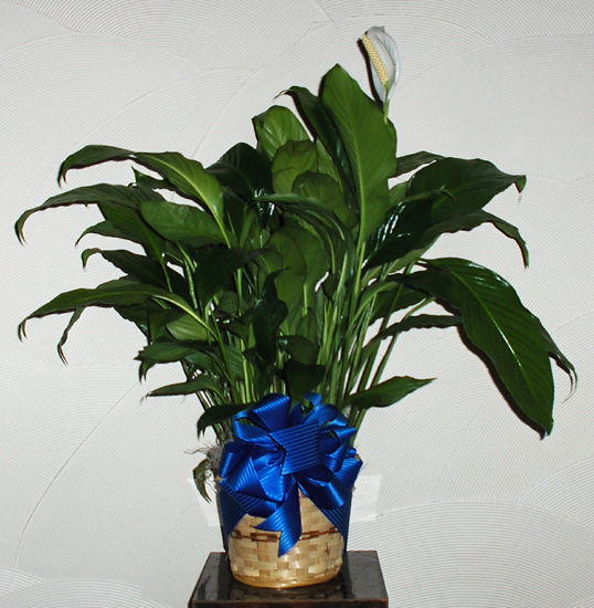 Flowers from Max, Jeannette and Susan