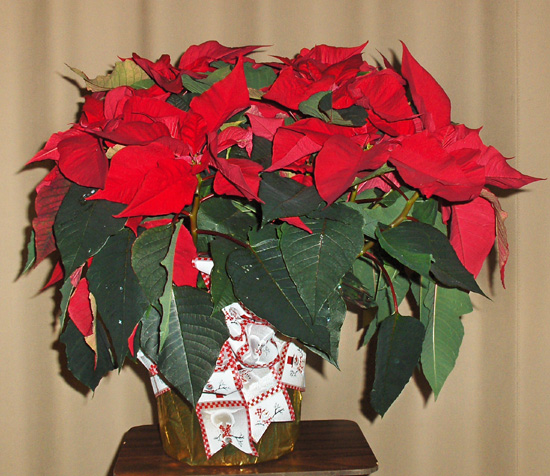 Flowers from Creative Cuts and Fitness - Mike and Kolette Struble