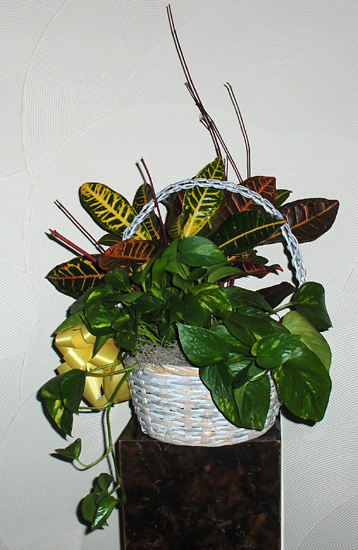 Flowers from Rodney & Sandee Sharp
