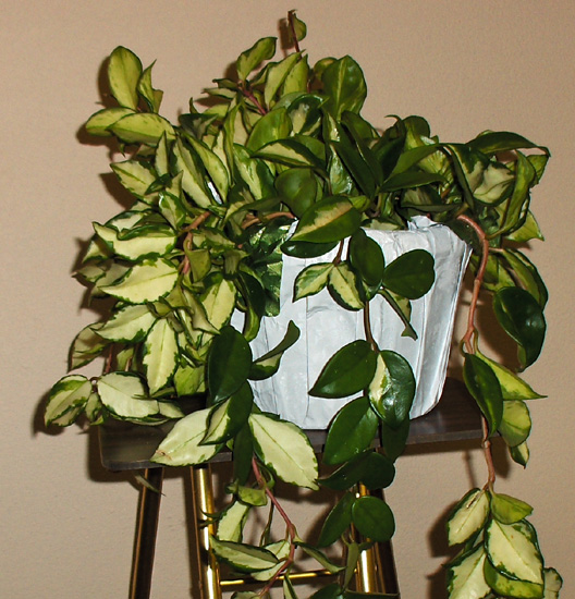 Flowers from Lonny & Carrie Johnston and Family