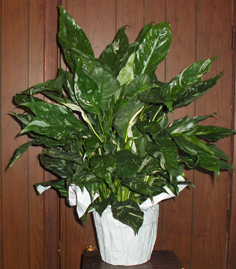 Flowers from Jim & Debbie Antonsen, Ashlee, Whitney and Emmylu