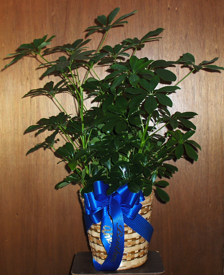 Flowers from Frank & Berdyne, Bruce & Brigitte and Family