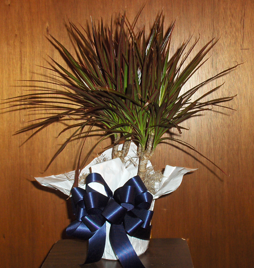 Flowers from Ruth Circle