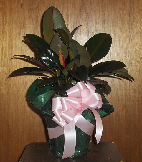 Flowers from Doug & Evie Abrahamson