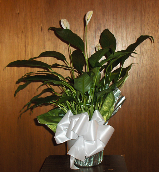 Flowers from Mark, Jill, Nathan and Brad Stearns