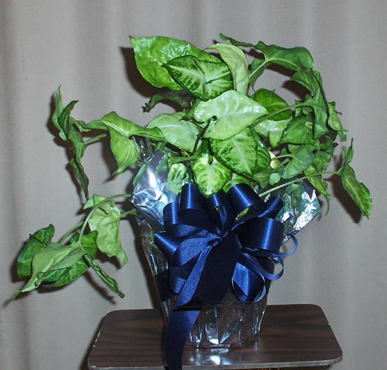Flowers from Dave and Terry Holman