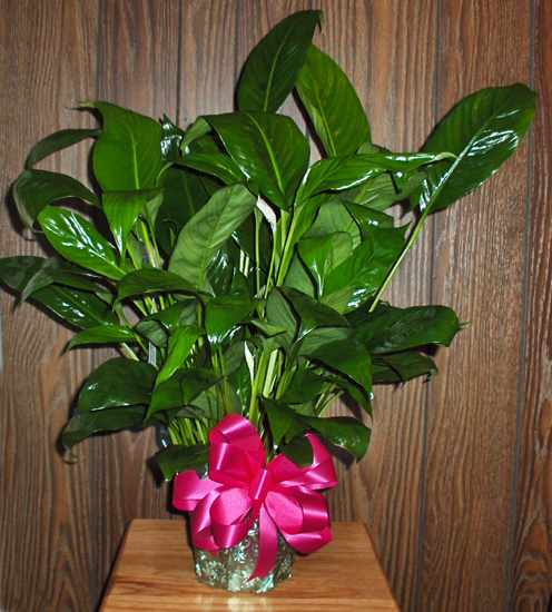 Flowers from Marilyn & David Nettleton, Gary & Dorothy Hunt