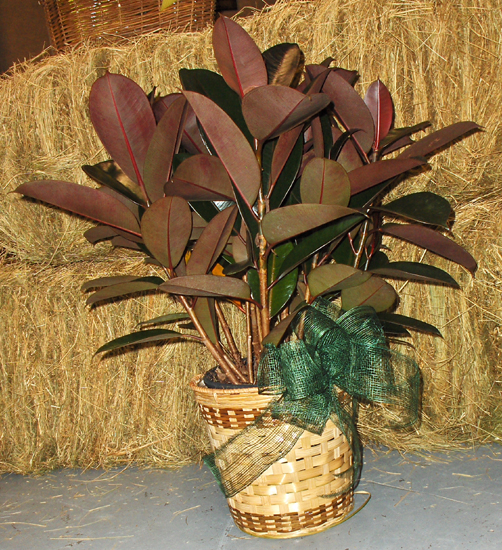 Flowers from Midwest Cooperatives