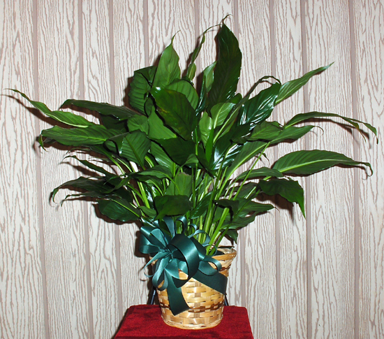 Flowers from Stulken, Petersen, Lingle, Walti and Jones, LLP