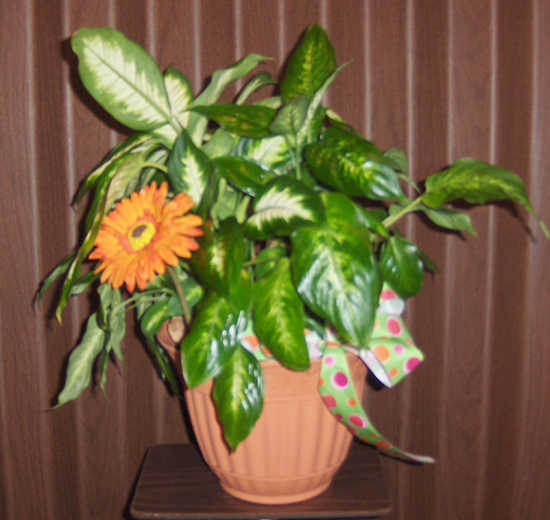 Flowers from Kevin, Mary, Michaela, Donovan