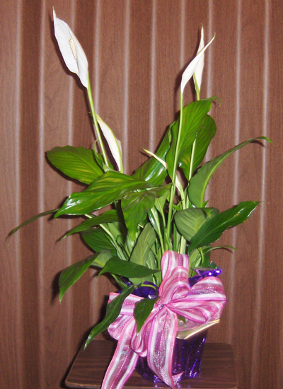 Flowers from Walmart Associates