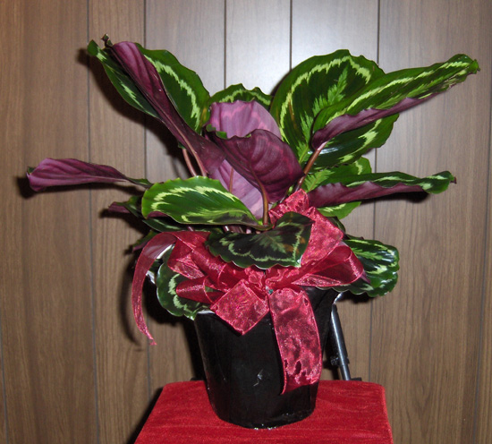 Flowers from Butch & Ann Kitterman