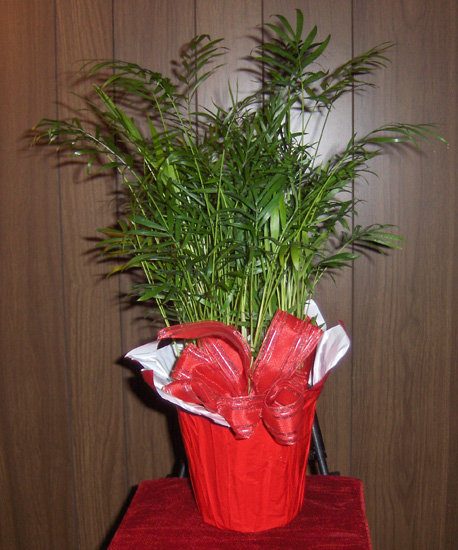 Flowers from Timm & Mary Eisenbraun and Family  - Rose D.