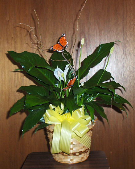 Flowers from Kieth & Linda Farries, Stacey and Family