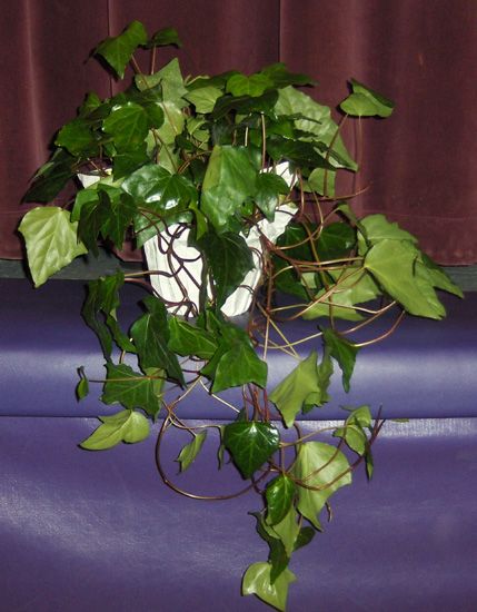 Flowers from Alcester-Hudson School Staff