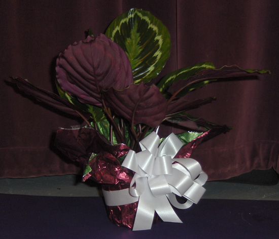 Flowers from Norman & Jean Amiotte