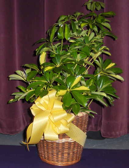 Flowers from Wells Fargo EFS