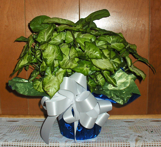 Flowers from Dean & Janice Fitzgerald