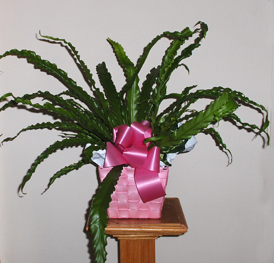 Flowers from Friends at JC Penney