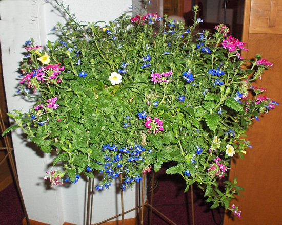 Flowers from   